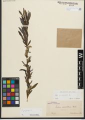 Foto von Salix purpurea L.